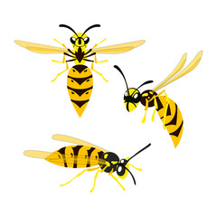 Set of colorful wasp vector icons isolated on white background. Vector illustration of insect. Flat style.