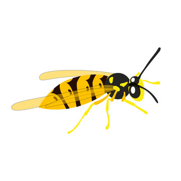 Colorful wasp vector icon isolated on white background. Flat style. Vector illustration of insect.