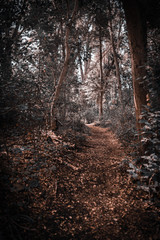 Fototapeta premium forest in autumn