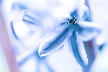 Beautiful dreamy detail shots of Common hyacinth is also.called blue jacket during the spring season in Holland