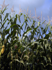 Field of corn     