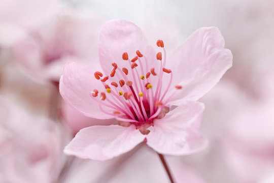 close up of pink Canadian plum blossoming at spring
