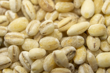Pearl barley oats closeup. Macro photography