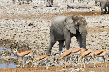 African elephants (Loxodonta africana) at the waterhole - Namibia Africa 