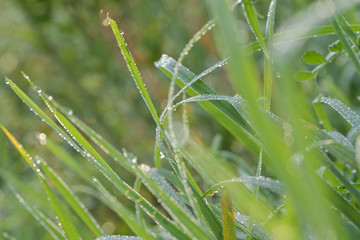 drop on green grass in the morning, macro close