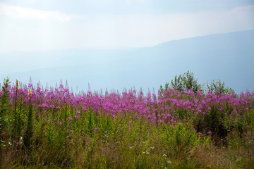 Naklejka premium Spring mountain flowers