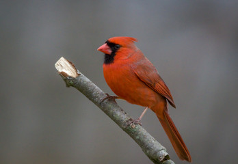 Northern Cardinal male, Cardinalis cardinalis, perched on branch gray background