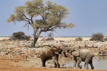 Fototapeta premium African elephants (Loxodonta africana) at the waterhole - Namibia Africa 