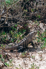 Big lizard close-up among the jungle of Mexico