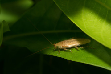The cockroach