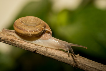 Little snail.