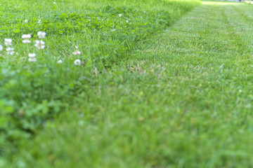 carpet of lush green lawn half beveled, lawn mowing before and after