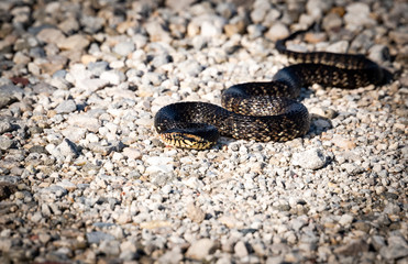 Water Snake slithering on gravel pathway in wetlands in Gainesville Florida.