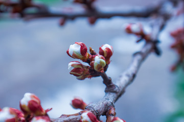 branch of a beautiful spring flowering tree