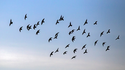 Flock of pigeons flying on the sky. Rock dove or common pigeon (Columba livia).