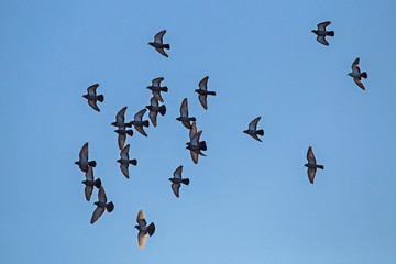 Flock of pigeons flying on the sky. Rock dove or common pigeon (Columba livia).