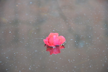 Fleur dans la fontaine