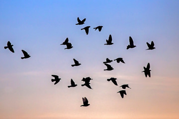 Flock of pigeons flying on the sky. Rock dove or common pigeon (Columba livia).