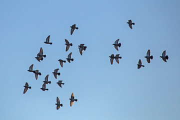 Flock of pigeons flying on the sky. Rock dove or common pigeon (Columba livia).