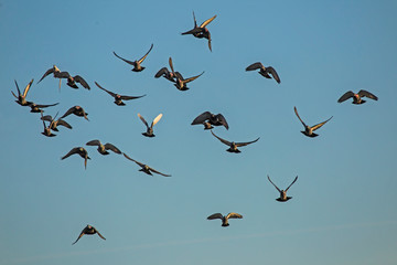 Flock of pigeons flying on the sky. Rock dove or common pigeon (Columba livia).
