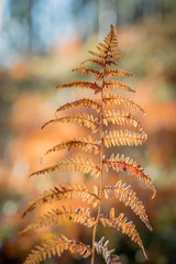 NORWAY - Fern leaf in orange autumn color.