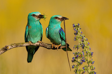 Couple of two european roller, coracias garrulus,s sitting in summer nature with blurred background. Cute pair of birds holding prey in sun. Wild animals on prairie.