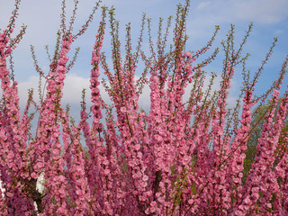 Pink cherry blossoms against blue sky