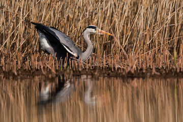 Grey Heron in habitat. Her Latin name is Ardea cinerea.