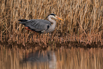 Grey Heron in habitat. Her Latin name is Ardea cinerea.