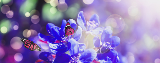 Fototapeta na wymiar Beautiful butterflies and blooming blue flowers outdoors. Banner design