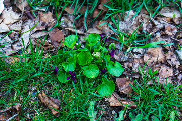Naklejka na ściany i meble purple flowers and green leaves on the ground