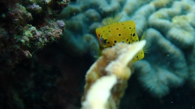 Juvenile yellow boxfish (Ostracion cubicus) hiding under a coral shade.