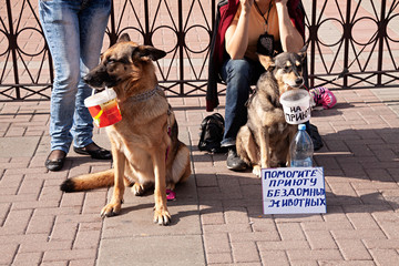 Perros con sus dueñas pidiendo limosna en la calle.