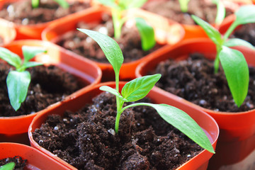Seedlings of peppers in plastic pots. Close-up. Top view from the side. Background.