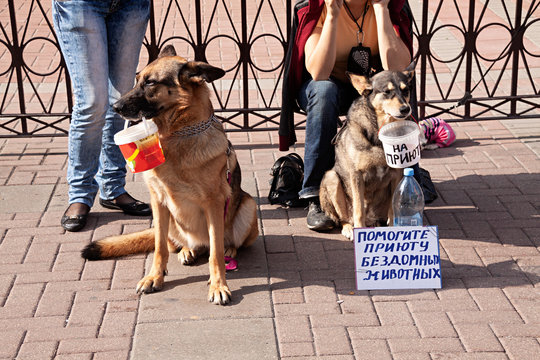 Perros con sus due&ntilde;as pidiendo limosna en la calle.