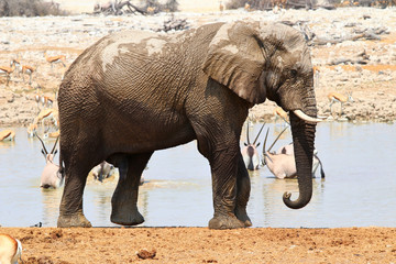 Naklejka premium African elephants (Loxodonta africana) at the waterhole - Namibia Africa 