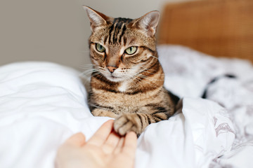 Man giving open empty hand palm to tabby cat. Woman touching cats paw as a sign of support, compassion and care. Relationship friendship of human and domestic feline animal pet.