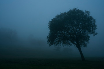 Obraz premium Tree in the mist with timelapse