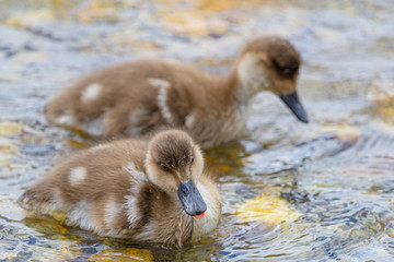 Babies of South American crested duck (Lophonetta specularioides) swimming on Lapataia River - Ushuaia - Argentina