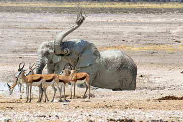 African elephants (Loxodonta africana) at the waterhole - Namibia Africa 