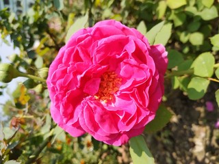 Beautiful pink roses in the garden.  Perfect for background. Natural