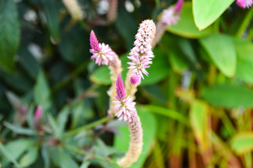 An exotic plant from close up in Thailand