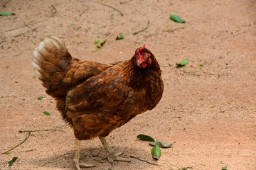 A chicken looking for feed in Thailand