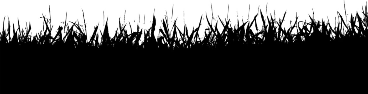 Field of corn across the lower horizon of a white background