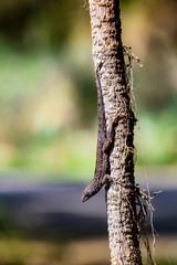 Anole Lizard basking on log in wetlands park in Gainesville Florida.