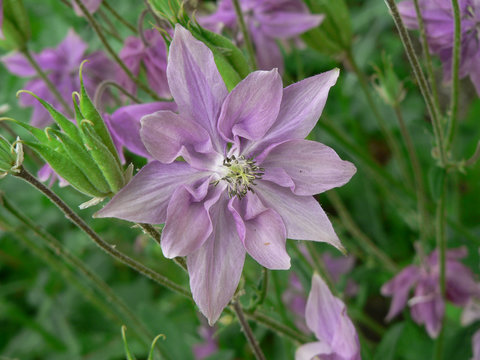 Purple Columbine Flowers