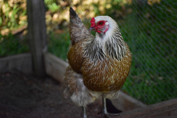 Ameraucana hen in a backyard chicken coop