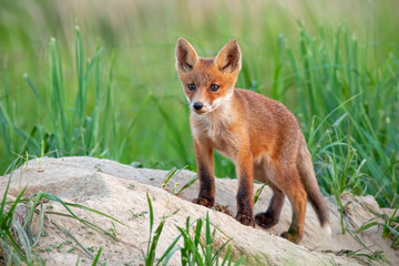 Charming red fox, vulpes vulpes, cub standing on a sandy hill near burrow and looking with interest. Adorable baby canine exploring surroundings from front view with copy space.