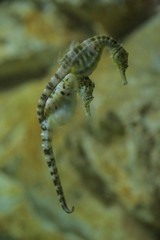 hyppocampes, couple, aquarium de la Rochelle