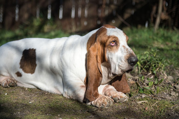 portrait of a lazy dog (basset hound) in a garden, with sun light